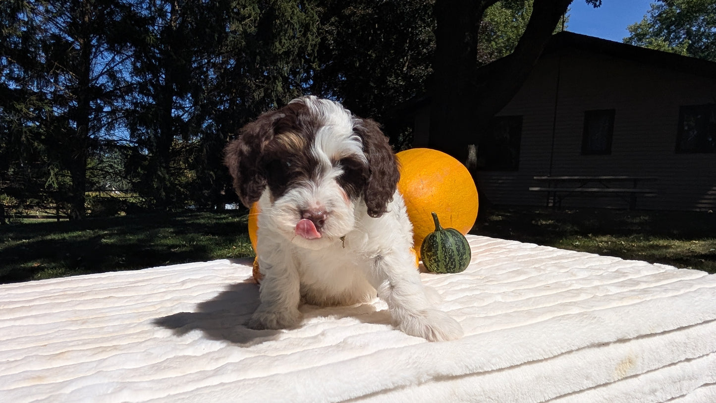 MINI BERNEDOODLE (07/25) MALE