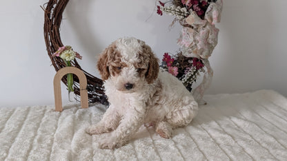 MINI POODLE (JUN 01) MALES