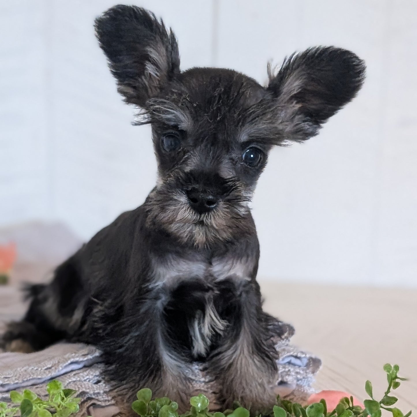 MINI SCHNAUZER (FEB 15) FEMALES