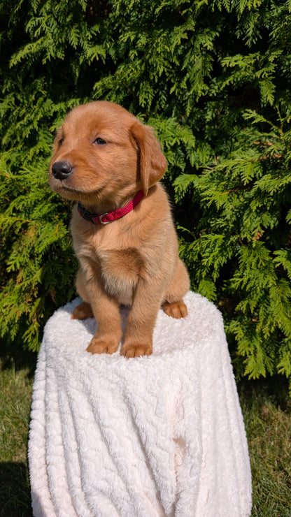GOLDEN RETRIEVER (07/17) FEMALE
