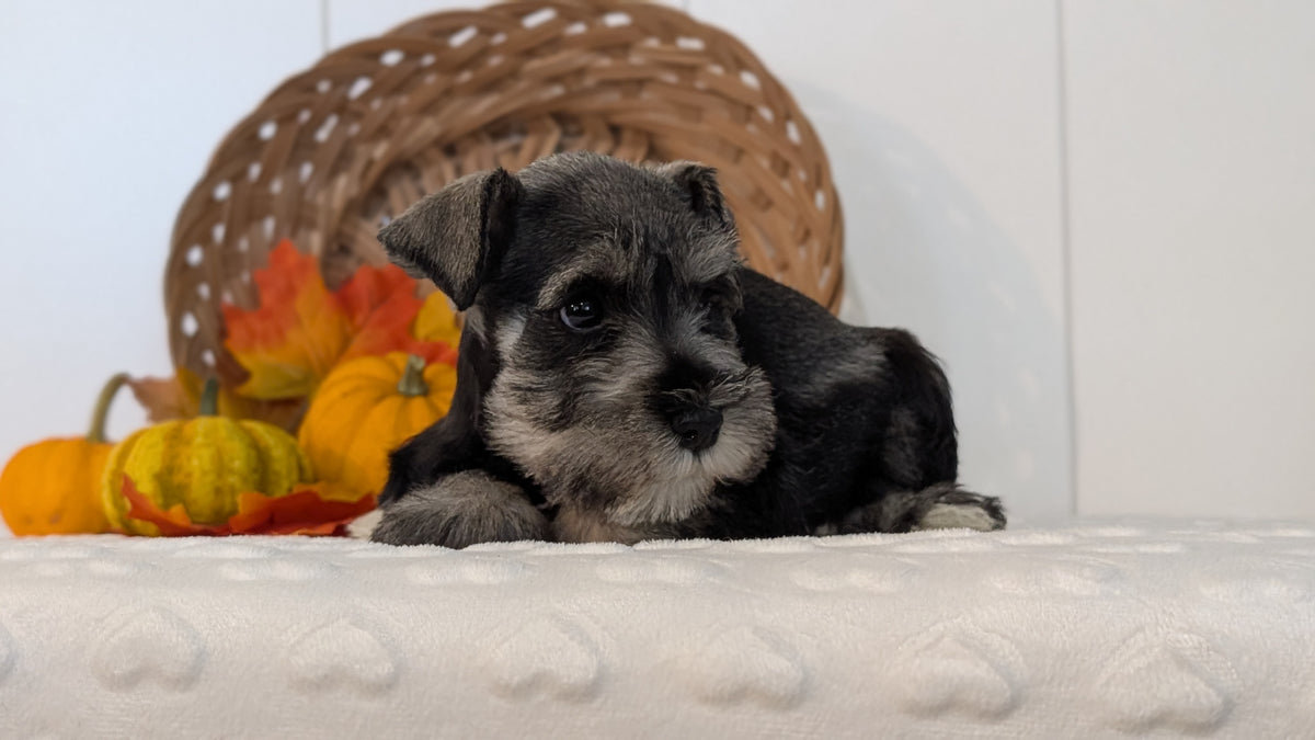 MINI SCHNAUZER (AUG 27) 4 FEMALES/1 MALE