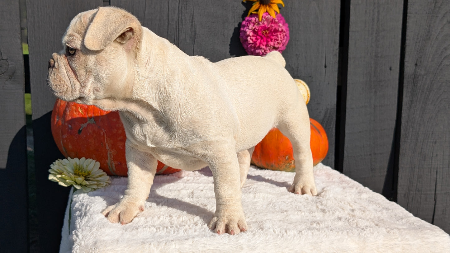 FRENCH BULLDOG (07/08) FEMALE