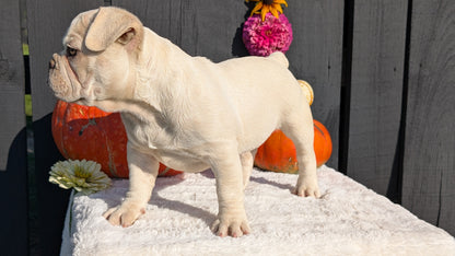 FRENCH BULLDOG (07/08) FEMALE