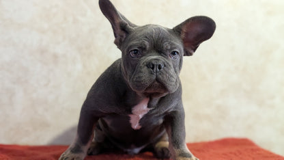 FRENCH BULLDOG (OCT 03) MALES