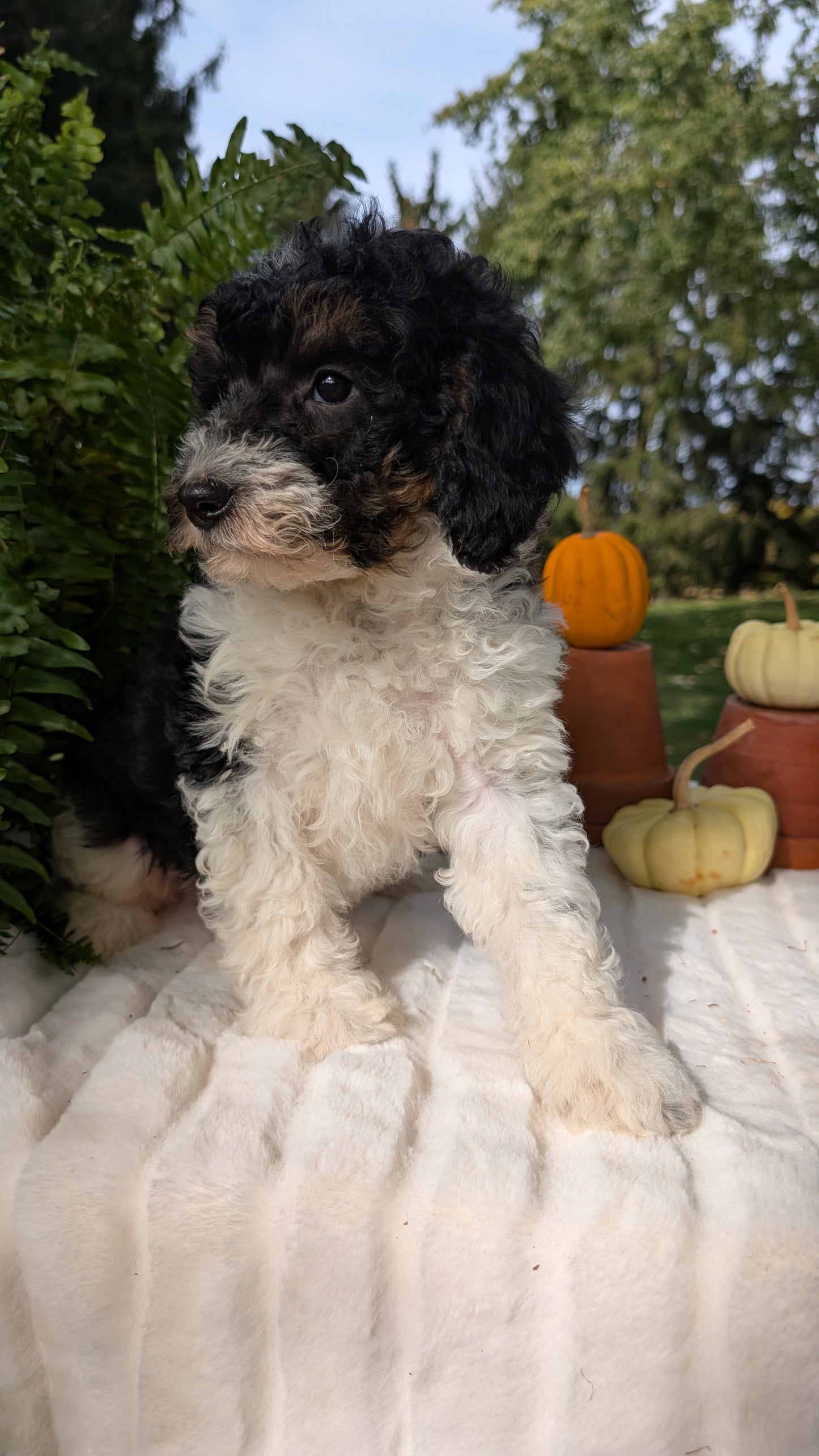 MINI BERNEDOODLE (08/06) FEMALE