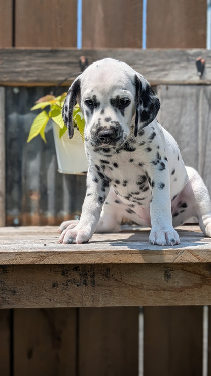 DALMATIAN (06/09) FEMALE
