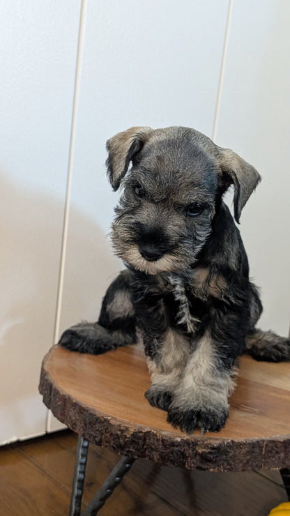 MINI SCHNAUZER (AUG 24) 8 FEMALES