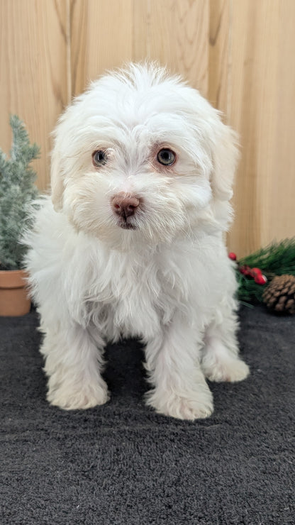 HAVANESE (09/13) FEMALE