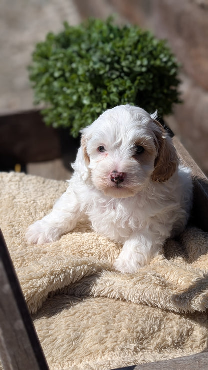 COCKAPOO (MAY 13) MALES