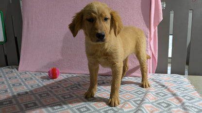 GOLDEN RETRIEVER (11/09) FEMALE
