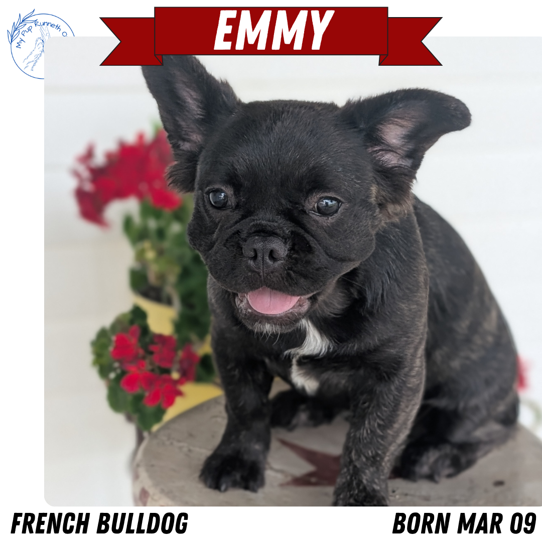 FRENCH BULLDOG (MAR 09) FEMALES
