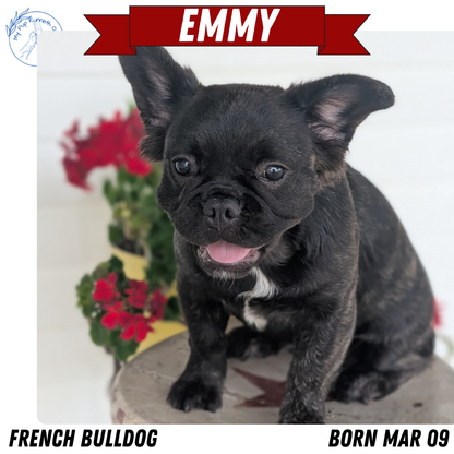 FRENCH BULLDOG (MAR 09) FEMALES