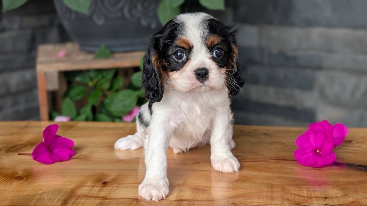 CAVALIER (JUL 29) 3 FEMALES