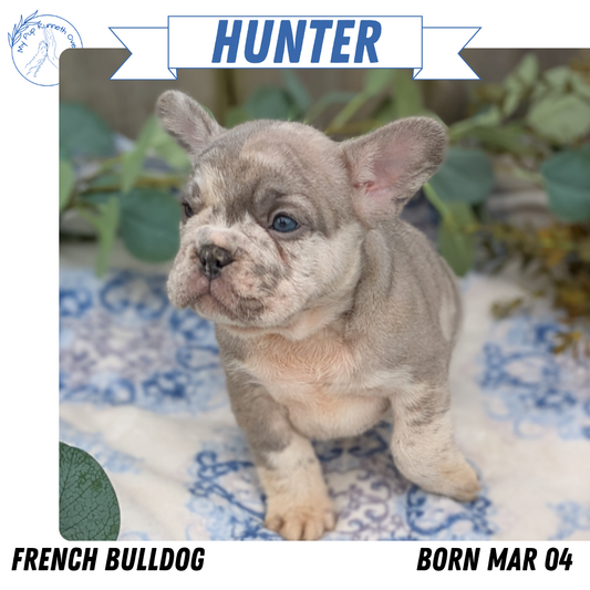 FRENCH BULLDOG (03/04) MALE