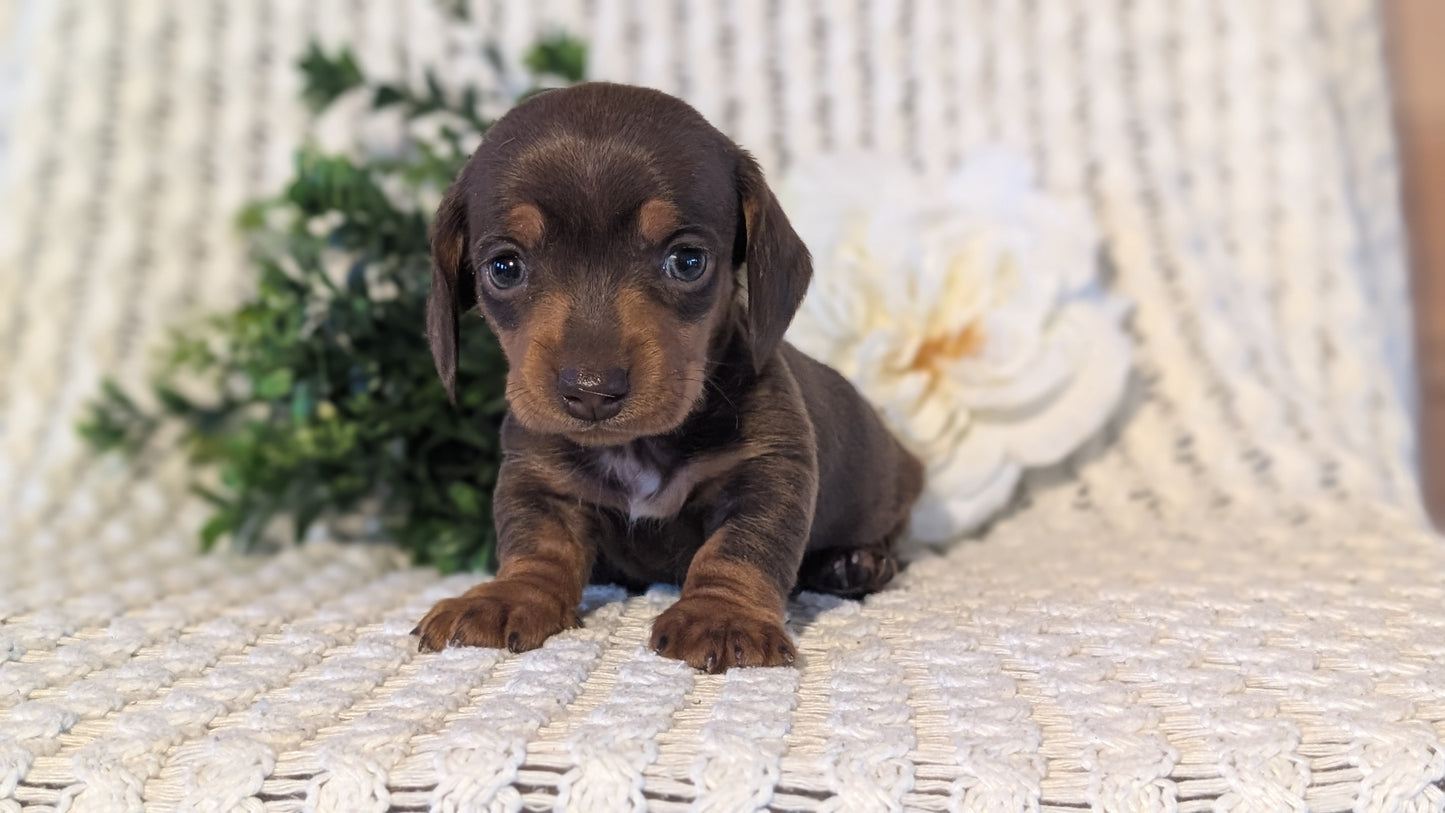 MINI DACHSHUND (JAN 16) FEMALES