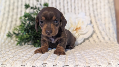 MINI DACHSHUND (JAN 16) FEMALES