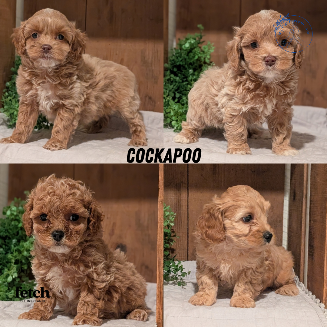 COCKAPOO (AUG 17) 3 FEMALES/1 MALE
