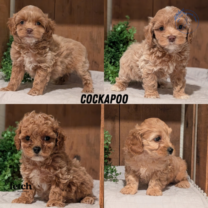COCKAPOO (AUG 17) 3 FEMALES/1 MALE