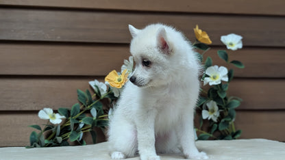 POMSKY (JUL 03) 1 MALE/3 FEMALES