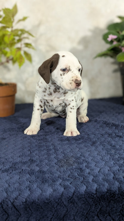 DALMATIAN (02/14) FEMALE