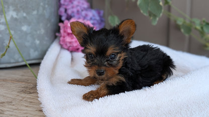 YORKSHIRE TERRIER (06/05) MALE