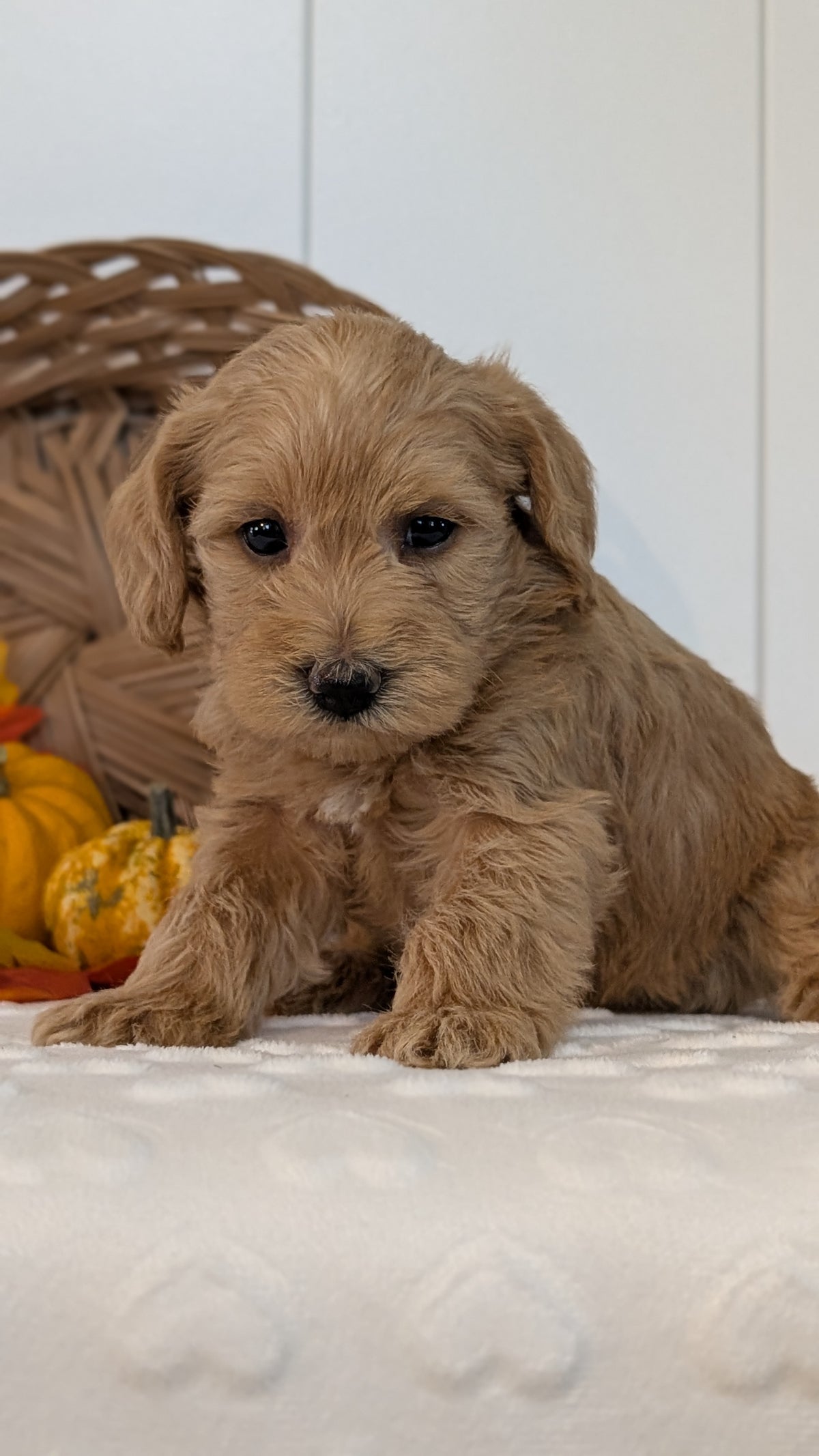 SCHNOODLE (SEP 03) 4 FEMALES/3 MALES