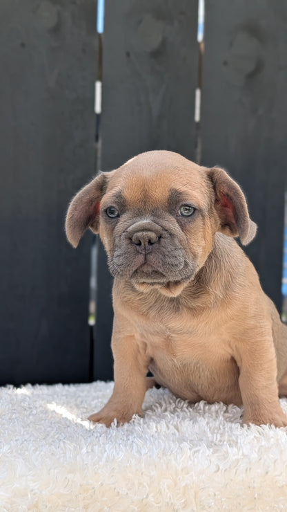 FRENCH BULLDOG (JUN 29) 3 MALES