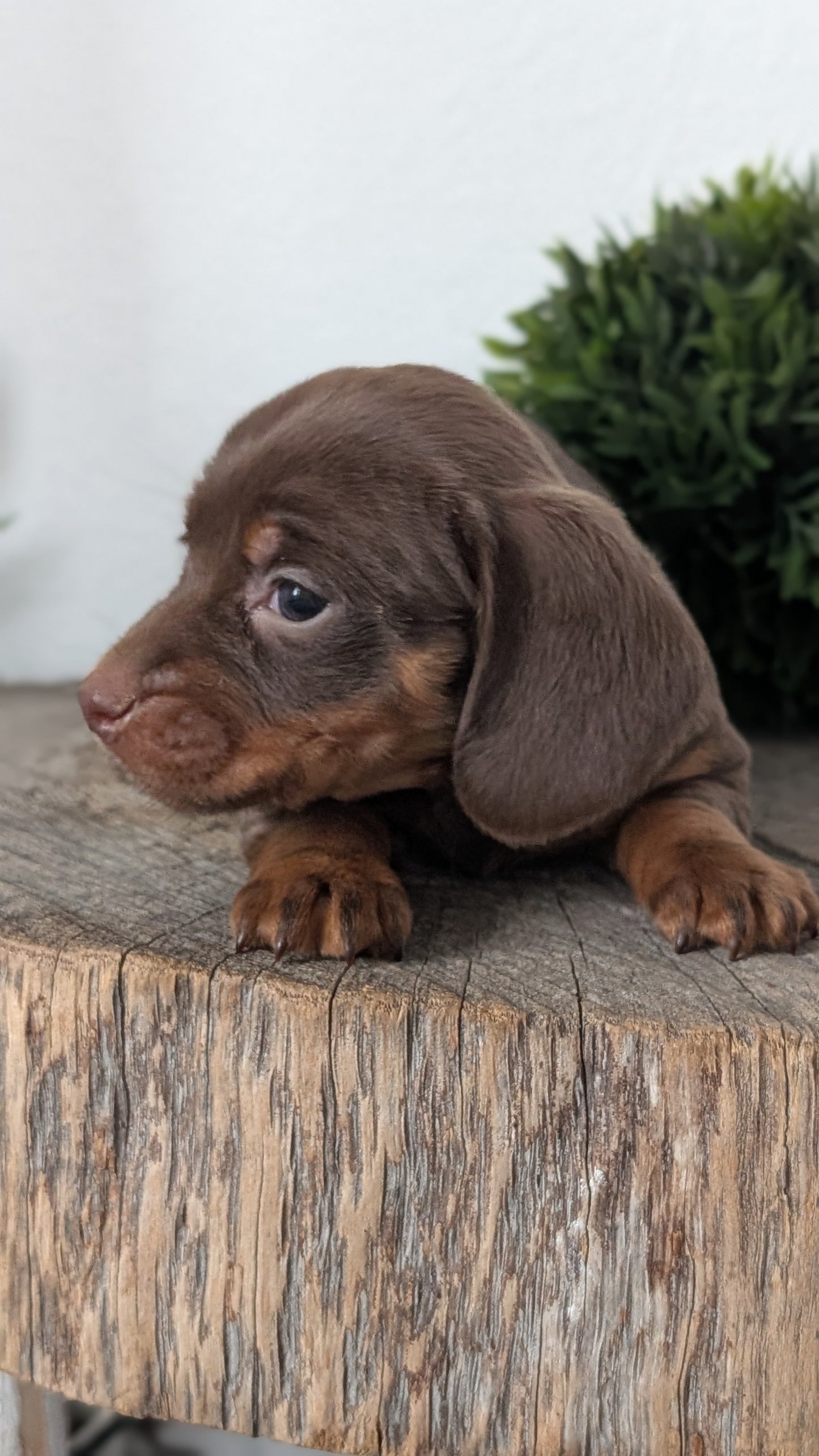 MINI DACHSHUND (09/22) FEMALE