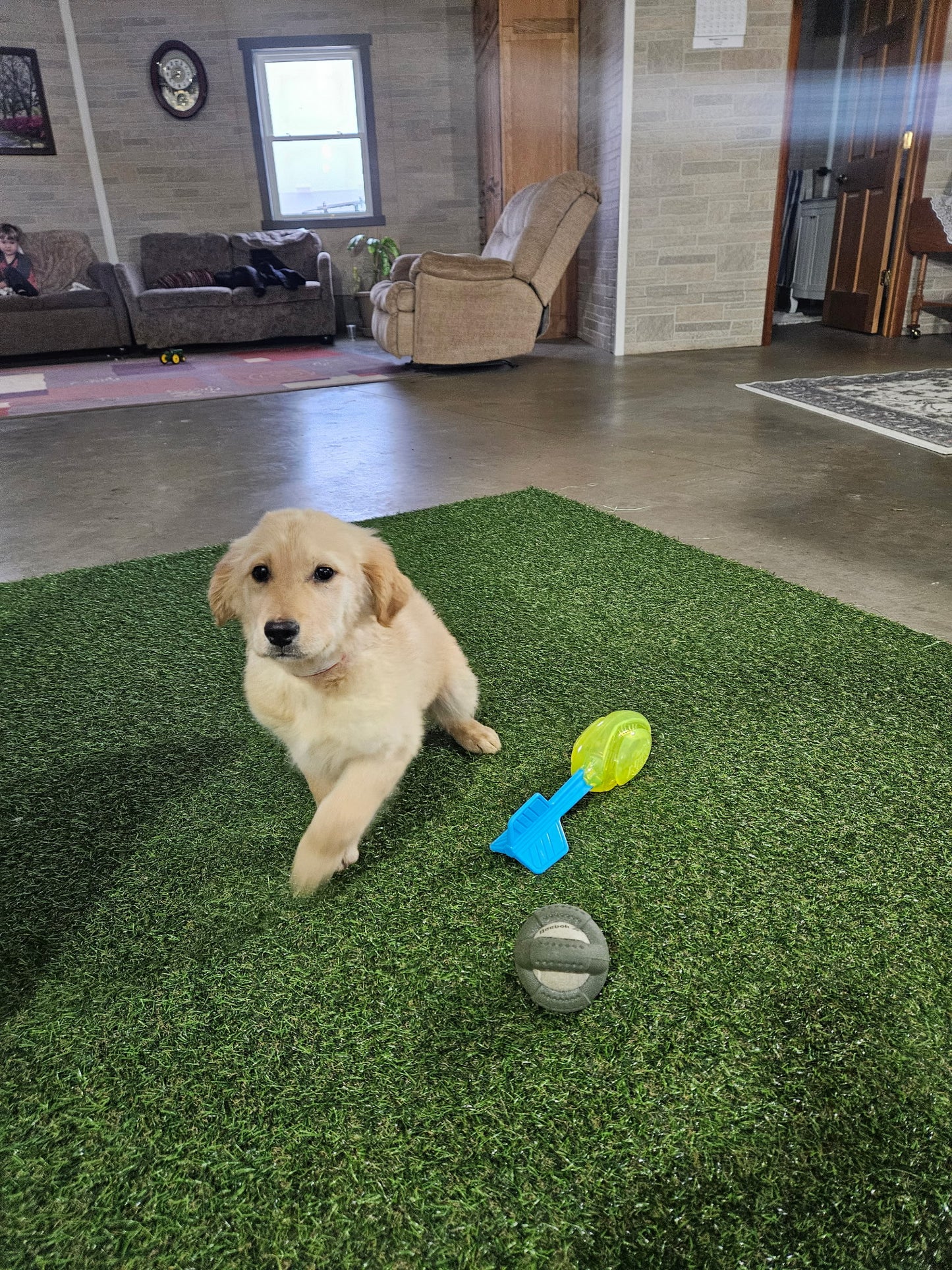 GOLDEN RETRIEVER (11/11) FEMALE