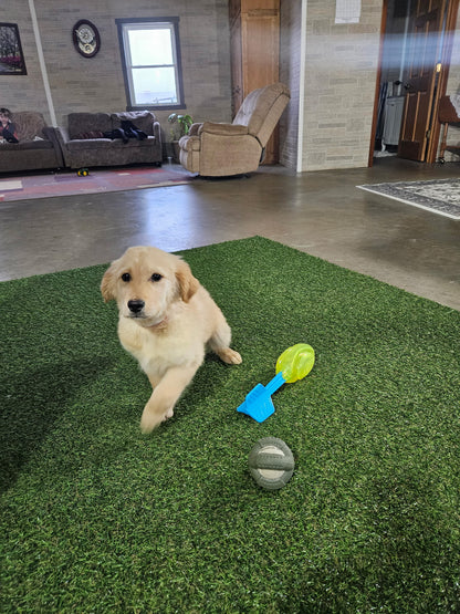 GOLDEN RETRIEVER (11/11) FEMALE