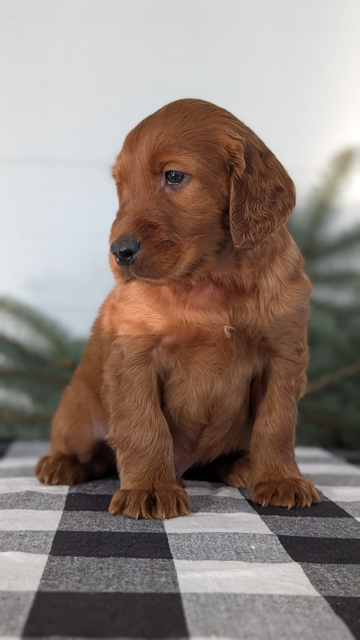 IRISH SETTER (NOV 02) MALES