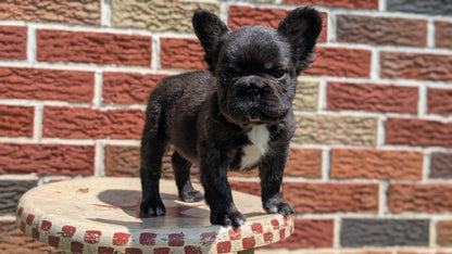FRENCH BULLDOG (MAR 09) FEMALES