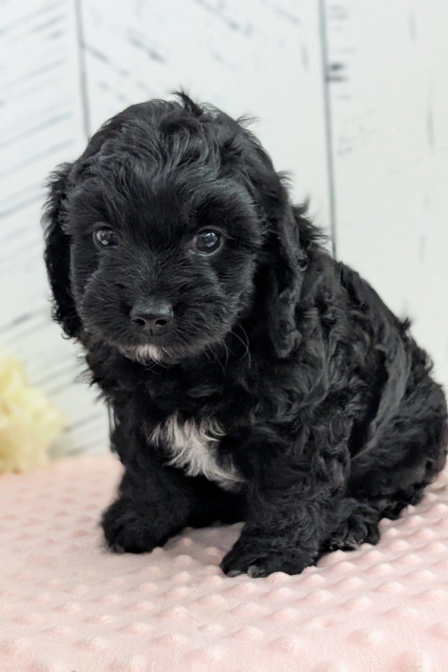 CAVAPOO (JUN 14) MALES
