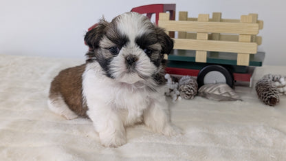 SHIH TZU (DEC 03) FEMALE