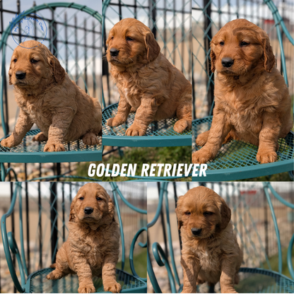 GOLDEN RETRIEVER (FEB 04) FEMALES