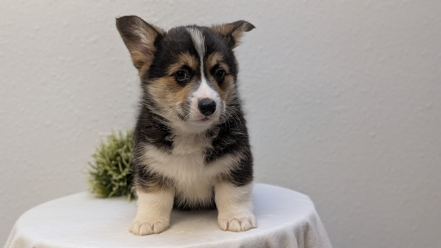 CORGI (JAN 05) MALES