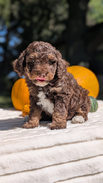 MINI BERNEDOODLE (07/25) MALE