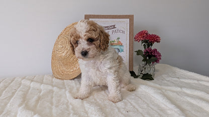 MINI POODLE (06/29) FEMALE