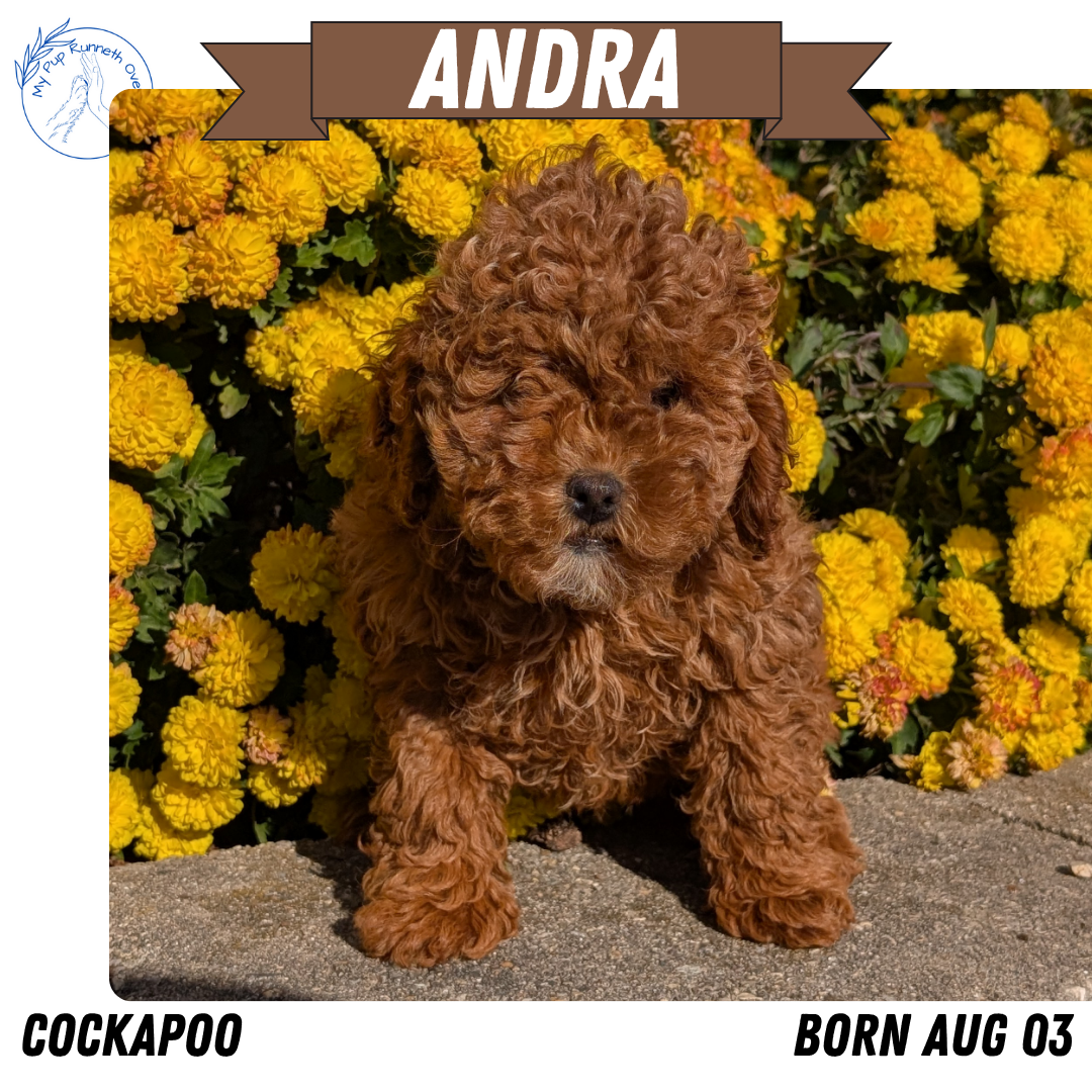 COCKAPOO (08/03) FEMALE