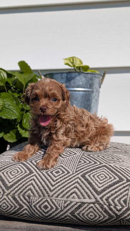 COCKAPOO (08/03) FEMALE
