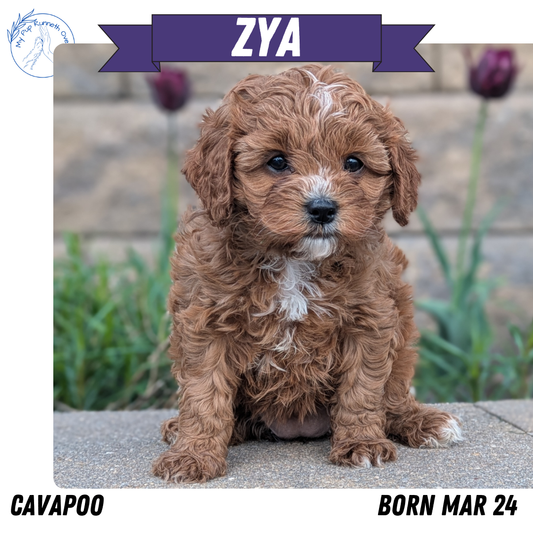 CAVAPOO (03/24) FEMALE