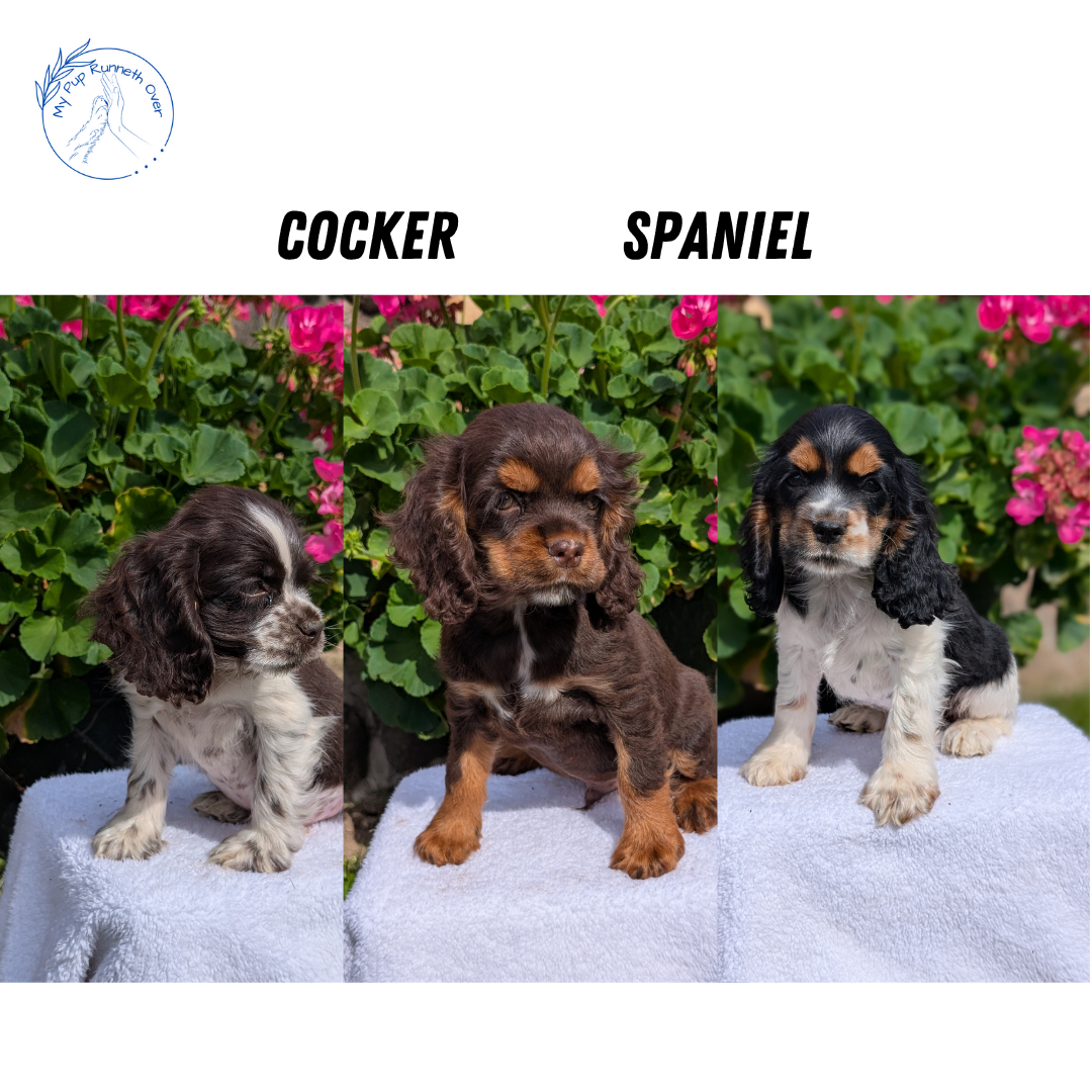 COCKER SPANIEL (07/16) MALE