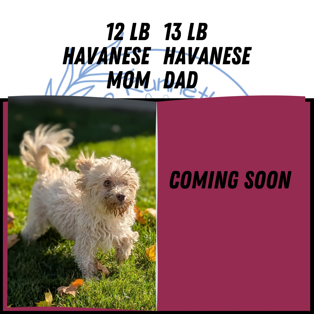 HAVANESE (09/13) FEMALE