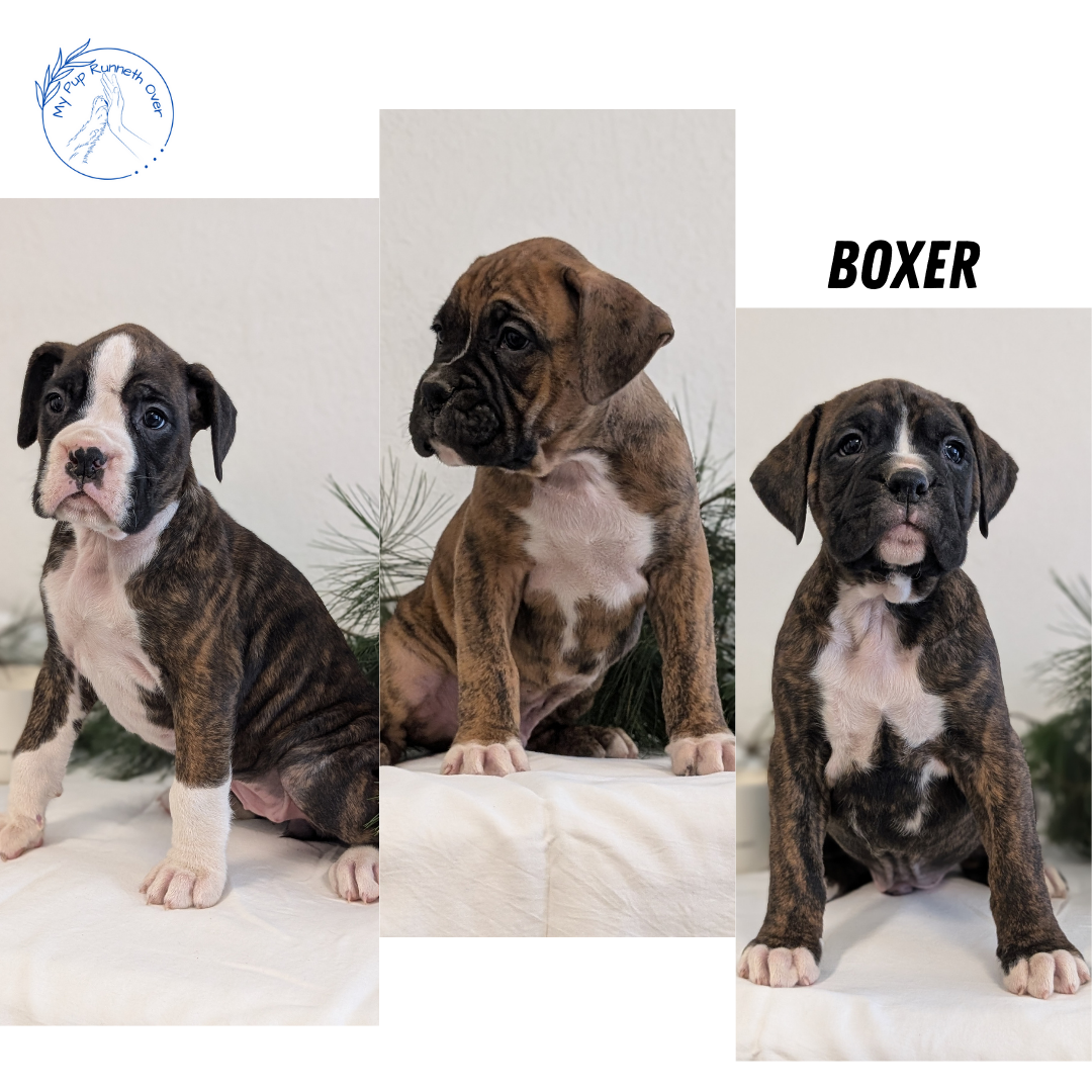 BOXER (DEC 04) FEMALE