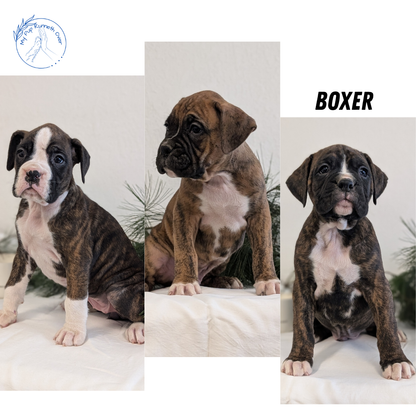 BOXER (DEC 04) FEMALE