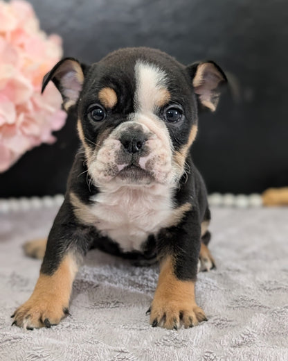 ENGLISH BULLDOG (FEB 09) MALES