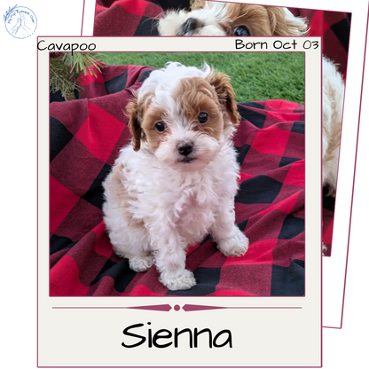CAVAPOO (10/03) FEMALE