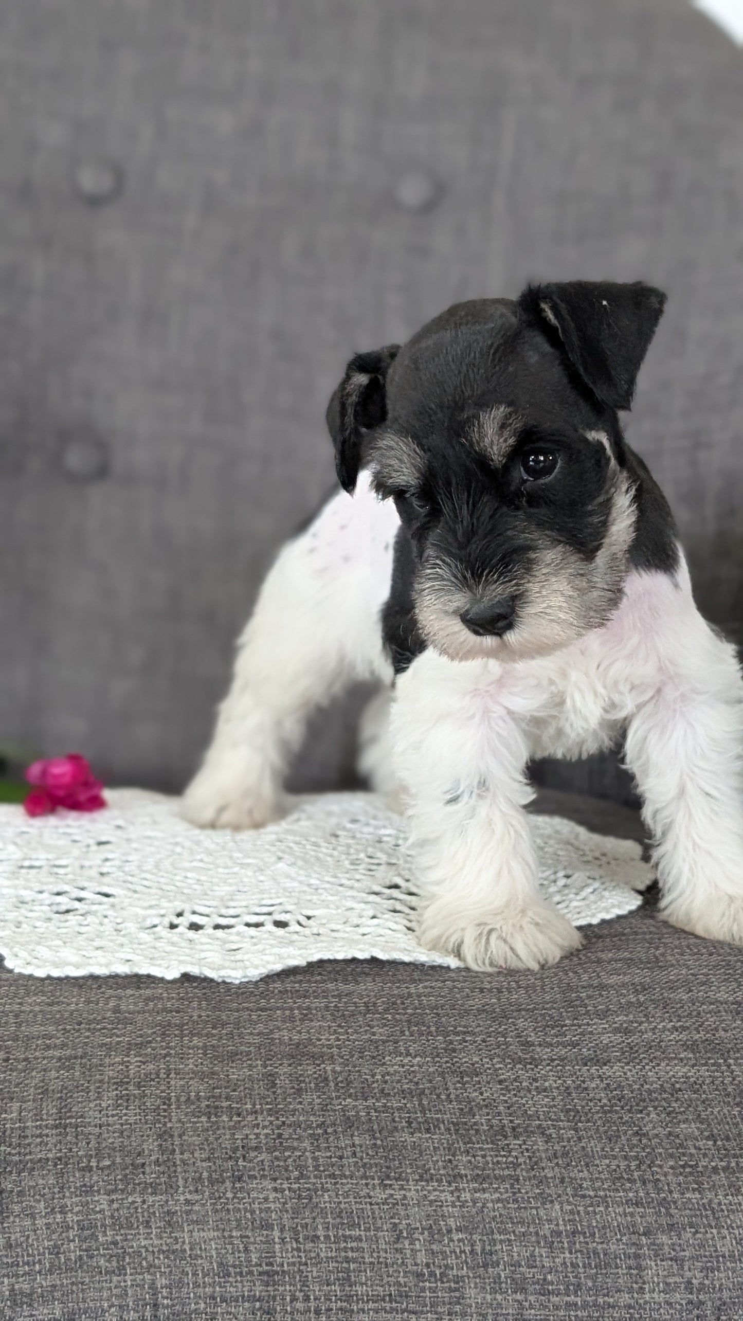 MINI SCHNAUZER (JAN 20) MALES