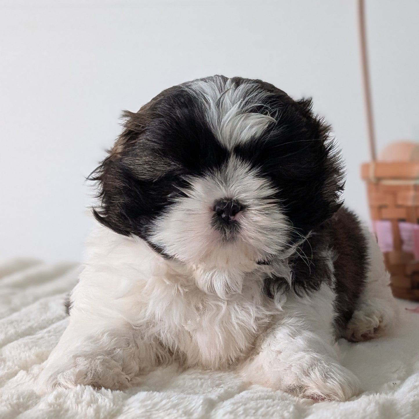 SHIH TZU (FEB 10) FEMALES