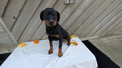 ROTTWEILER (05/28) FEMALE